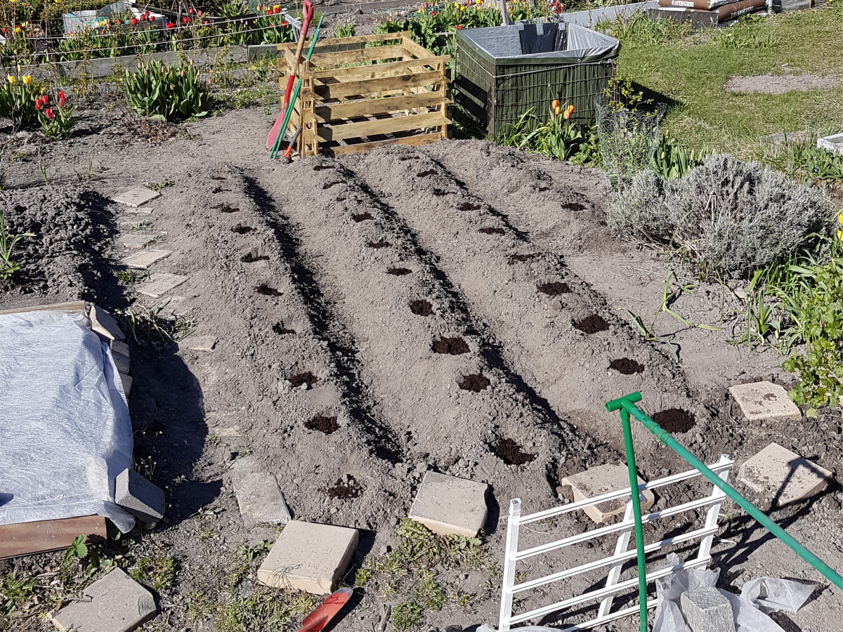 Plantera Potatis   [2017-05-12]