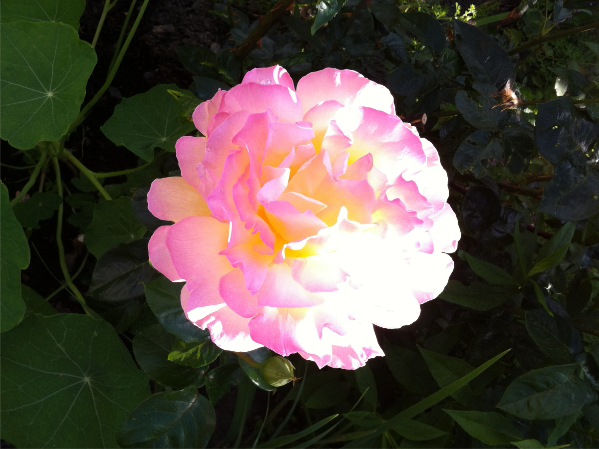 Rosa ros   [2017-07-02]