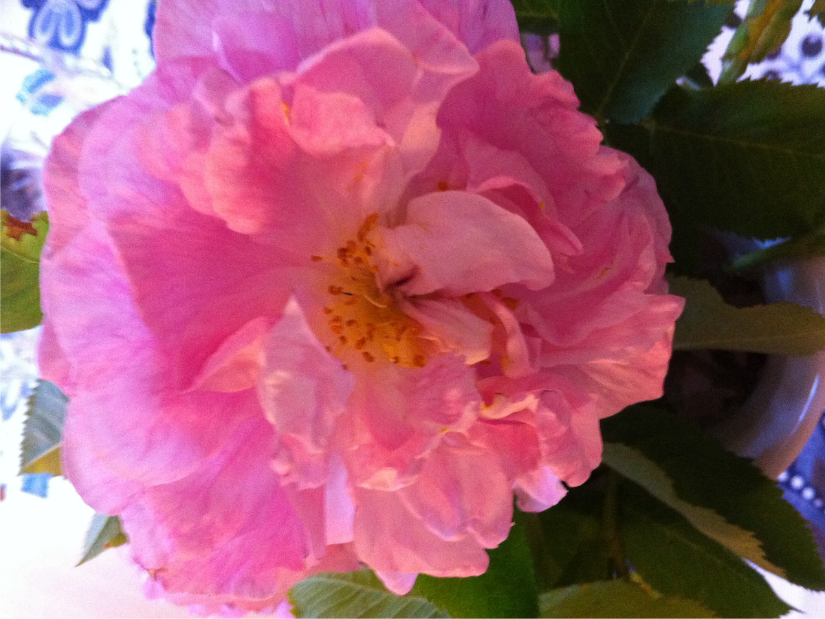 Vacker rosa ros   [2017-07-02]
