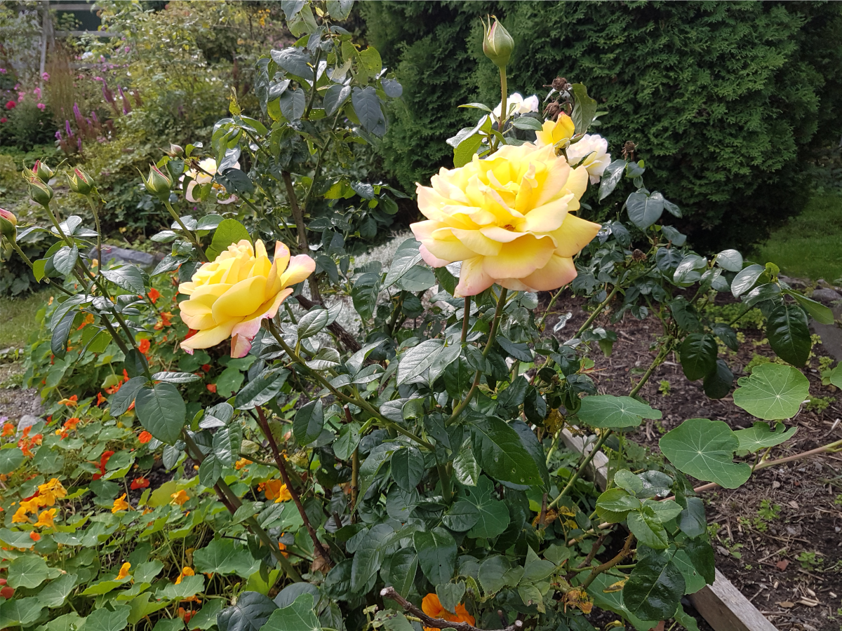 Gula rosor   [2017-07-02]