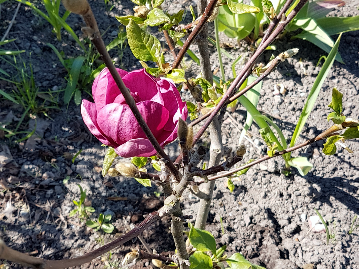 Lila magnolia   [2018-05-14]