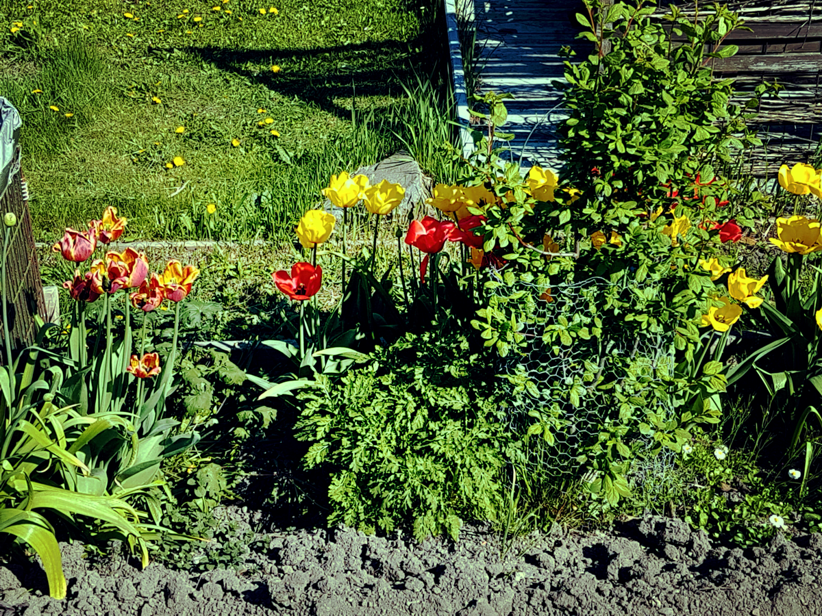 Blandade tulpaner   [2018-05-14]