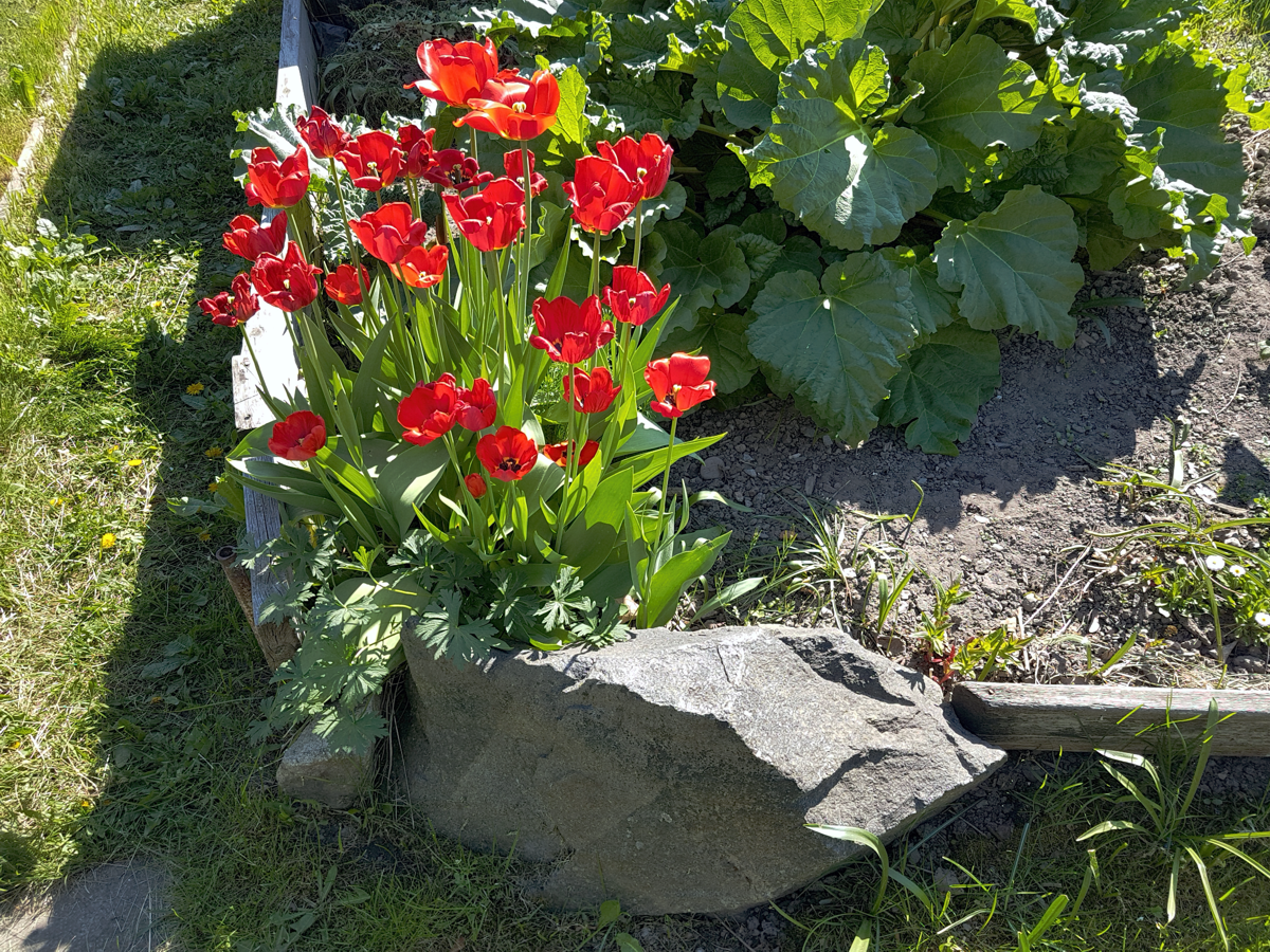 Röd tuHpaner   [2018-05-14]